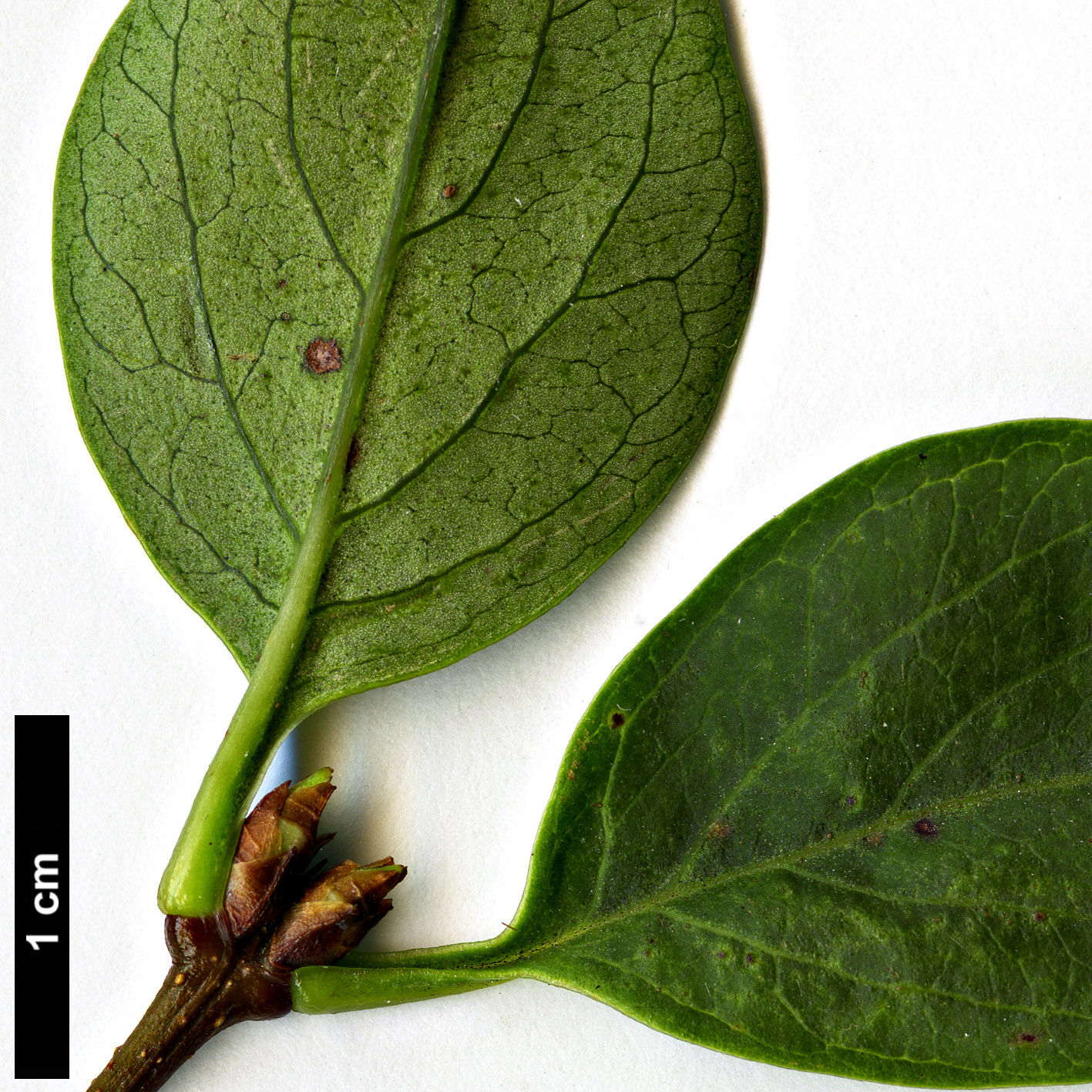 High resolution image: Family: Oleaceae - Genus: Syringa - Taxon: ×chinensis (S.laciniata × S.vulgaris)